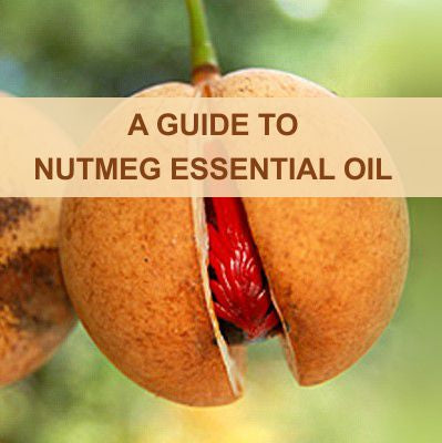 A GUIDE TO NUTMEG OIL