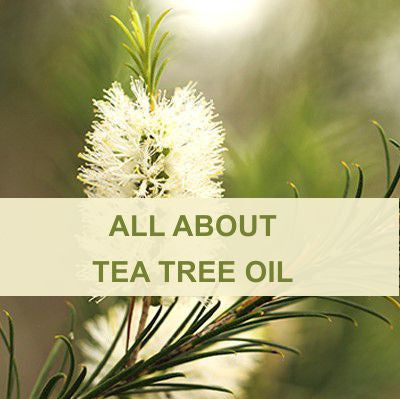 ALL ABOUT TEA TREE OIL