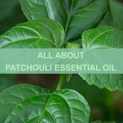 ALL ABOUT PATCHOULI OIL