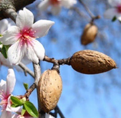Almond Sweet Refined Carrier Oil (Spain) - Essentially You Oils