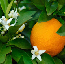Load image into Gallery viewer, Orange Blood (Sicily) Essential Oil - Essentially You Oils
