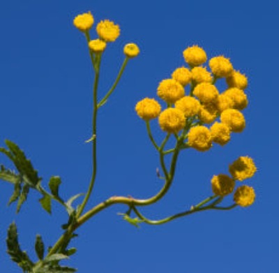 Blue Tansy Essential Oil - Essentially You Oils