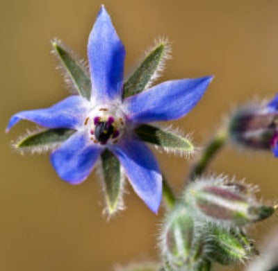 Load image into Gallery viewer, Borage Carrier Oil - Essentially You Oils - Ottawa Canada
