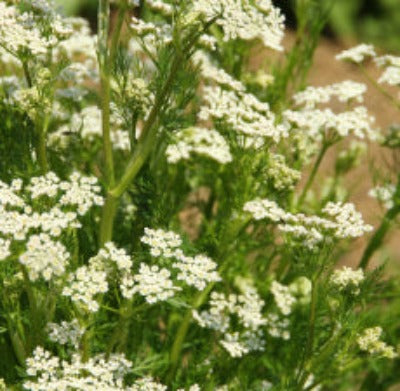 Caraway Essential Oil - Essentially You Oils