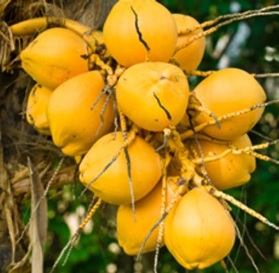 Fractionated Coconut/Palm MCT 60/40 Carrier Oil - Essentially You Oils