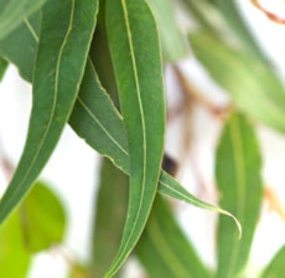 Eucalyptus Essential Oil (Radiata) - Essentially You Oils