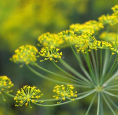 Load image into Gallery viewer, Fennel Sweet Essential Oil - Essentially You Oils

