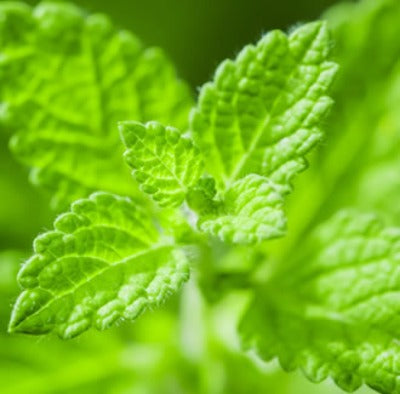 Green Mint Fragrance Oil - Essentially You Oils