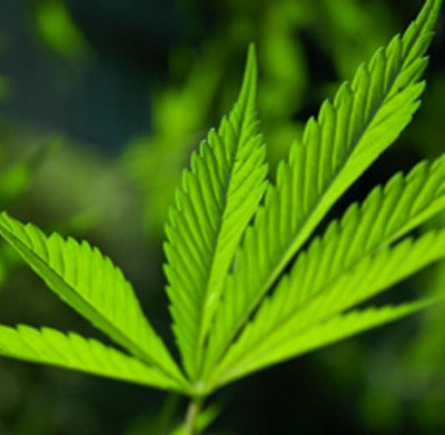 Hemp Seed Carrier Oil (Unrefined) - Essentially You Oils