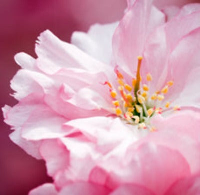 Japanese Cherry Blossom - Perfume Oil – Sweet Essentials