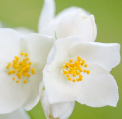 Jasmine Grandiflorum Absolute - Essentially You Oils