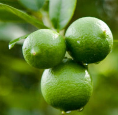 Lime Essential Oil - Key Lime (Peru) - Essentially You Oils