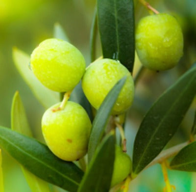 Olive Carrier Oil (Extra Virgin) - Essentially You Oils