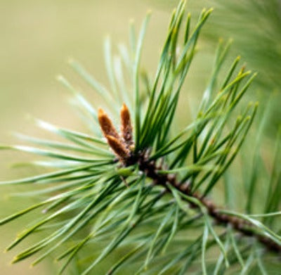Pine Scotch Essential Oil - Essentially You Oils