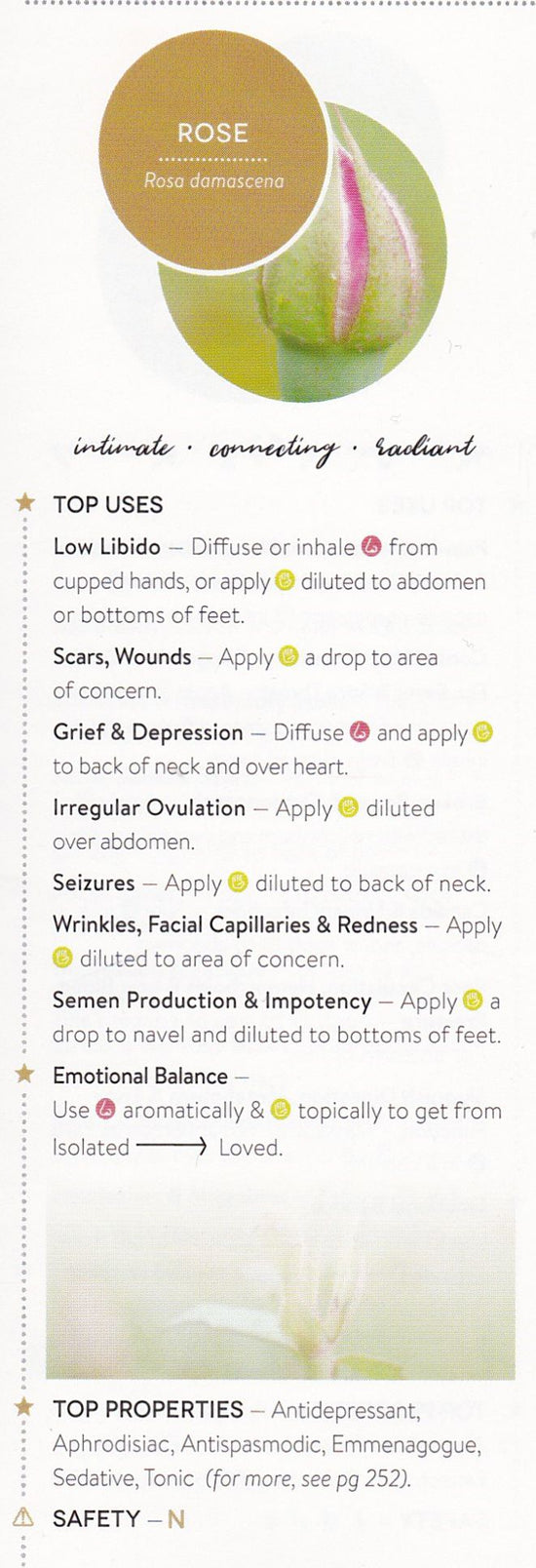 Rose Essential Oil - Essentially You Oils