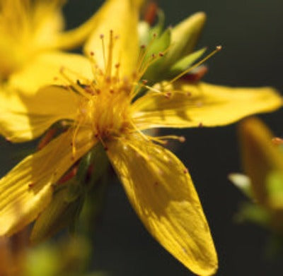 Load image into Gallery viewer, St Johns Wort Herbal Oil - Essentially You Oils - Ottawa Canada
