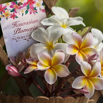 Hawaiian Plumeria Scented Sachet - Essentially You Oils - Ottawa Canada