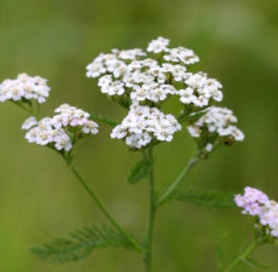 Load image into Gallery viewer, Yarrow Essential Oil - Essentially You Oils
