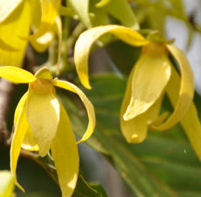 Ylang Ylang #1 Essential Oil - Essentially You Oils