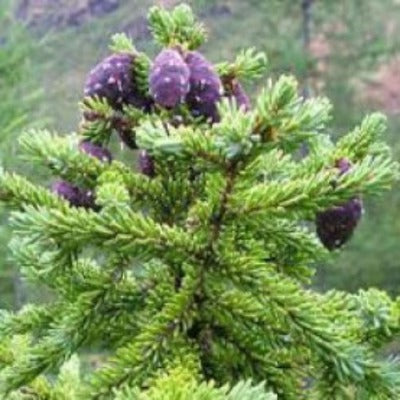 Load image into Gallery viewer, Black Spruce Essential Oil - Essentially You Oils
