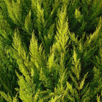 Cypress Organic Essential Oil - Essentially You Oils