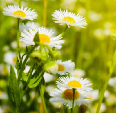 Chamomile German Essential Oil (India) - Essentially You Oils