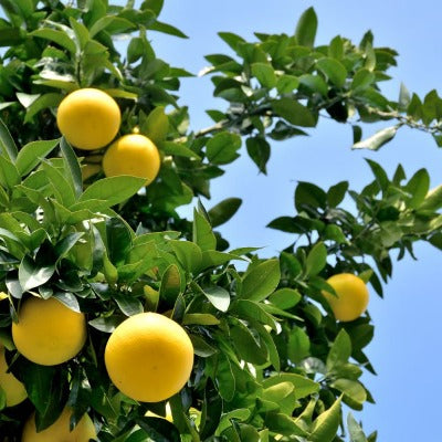 Grapefruit Pink Essential Oil - Essentially You Oils