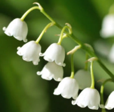 Lily of The Valley Fragrance Oil - Essentially You Oils - Ottawa Canada