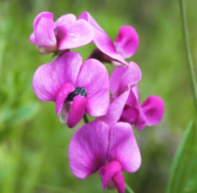 Load image into Gallery viewer, Sweet Pea - Fragrance Oil - Essentially You Oils - Ottawa Canada
