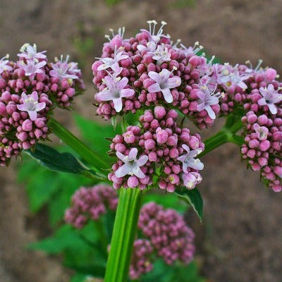 Valerian Root Essential Oil - Essentially You Oils